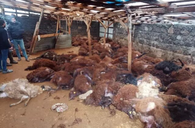 Sabah ahırına giden vatandaş, gördüğü manzara karşısında yıkılıp kaldı