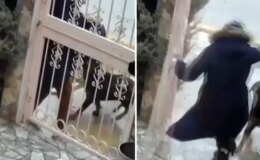 Sahipsiz köpeklerin saldırısına uğrayan kadın komşusunun müdahalesiyle kurtuldu