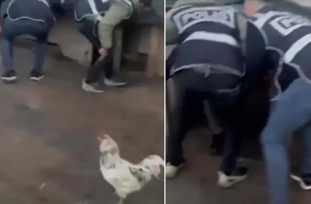 Saklandığı kümeste öksürünce yakayı ele verdi