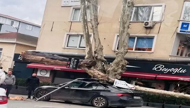 Sarıyer’de lodos dehşeti: Dev çınar otomobili ezdi, diğer araç saniyelerle kurtuldu