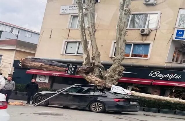 Sarıyer’de lodos dehşeti: Dev çınar otomobili ezdi, diğer araç saniyelerle kurtuldu