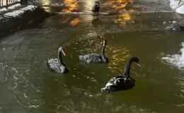 Soğuğu en iyi anlatan kare! Kuğulu Park havuzu dondu