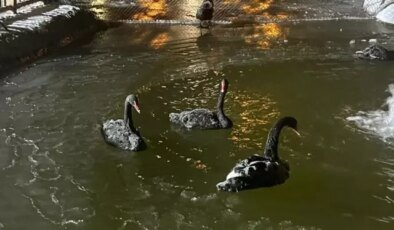 Soğuğu en iyi anlatan kare! Kuğulu Park havuzu dondu