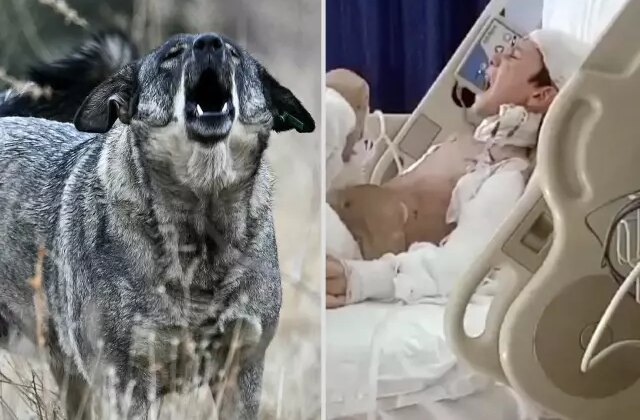 Sokak köpeklerinin ağır yaraladığı Tunahan’ın ailesine, 5 milyon TL manevi tazminat ödenecek