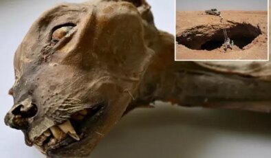 Suudi Arabistan’da bir mağarada 7 mumyalanmış çita bulundu