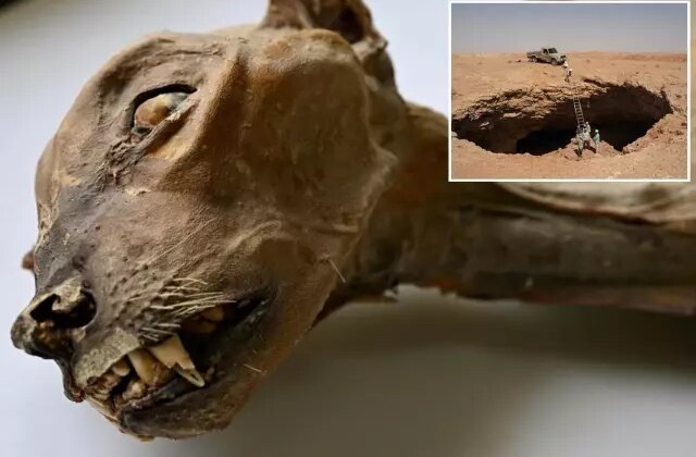 Suudi Arabistan’da bir mağarada 7 mumyalanmış çita bulundu