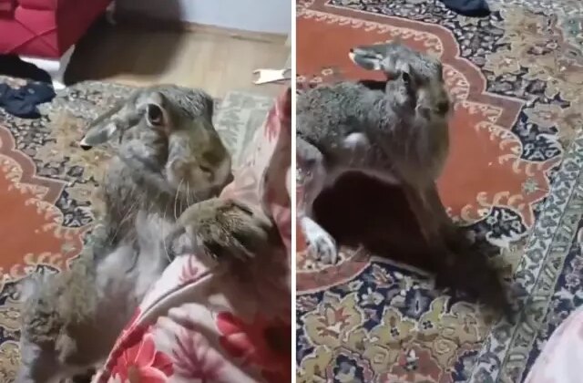 Vicdansız adamın yaban tavşanına yaptıklarına tepki yağdı