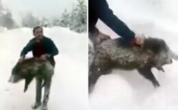 Yaban domuzunu yakaladı, sevdikten sonra tekrar bıraktı