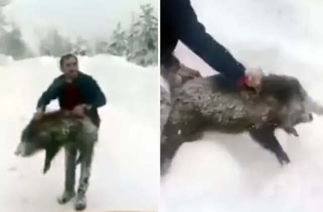 Yaban domuzunu yakaladı, sevdikten sonra tekrar bıraktı