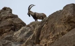 Yaban keçisi avlayan 3 kişiye 2 milyon 894 bin TL ceza kesildi