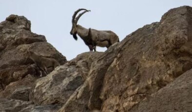 Yaban keçisi avlayan 3 kişiye 2 milyon 894 bin TL ceza kesildi