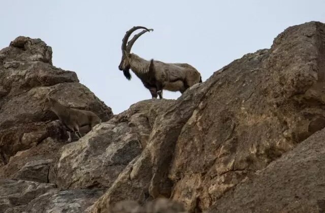 Yaban keçisi avlayan 3 kişiye 2 milyon 894 bin TL ceza kesildi