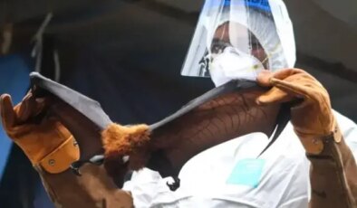 Yarasalardan bulaşan Nipah virüsünde vaka ve ölüm sayısı patladı