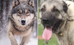 Yasak aşk yaşayan iki ezeli düşman! Kurt ile kangal çiftleşti, ortaya acayip bir tür çıktı