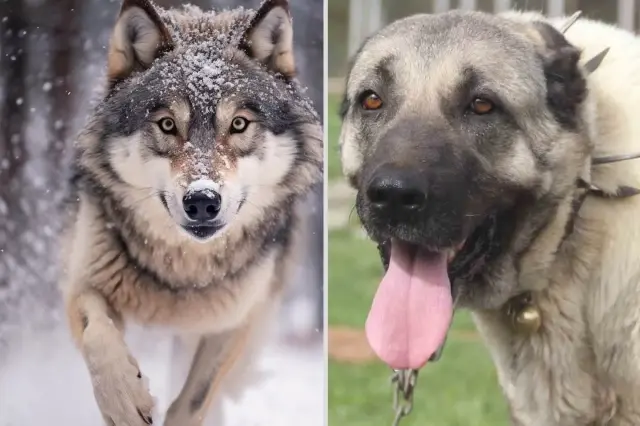 yasak ask yasayan iki ezeli dusman kurt ile 19431555 9966 o