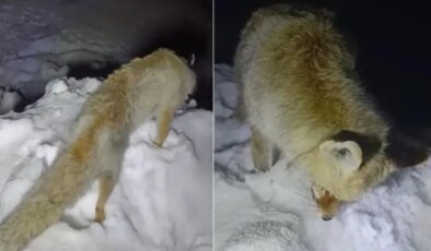 Yıllarca anlatılan efsane gerçek oldu