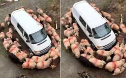 Esrarengiz olay! Aynı şeyi dakikalarca hep birlikte yaptılar