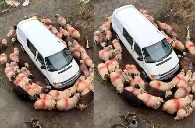 Esrarengiz olay! Aynı şeyi dakikalarca hep birlikte yaptılar