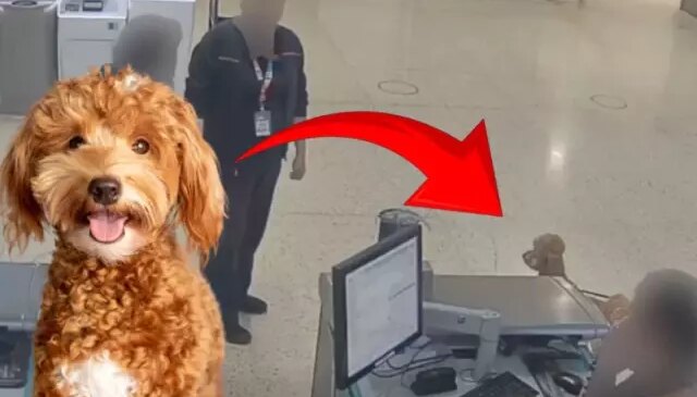 ABD’de skandal olay! Uçağa binebilmek için köpeğini terk etti