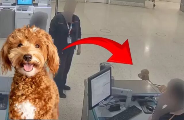 ABD’de skandal olay! Uçağa binebilmek için köpeğini terk etti