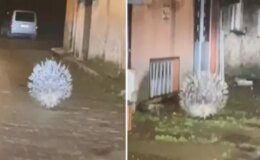 Afrika’nın en tehlikeli kirpisi Aydın’da görüntülendi