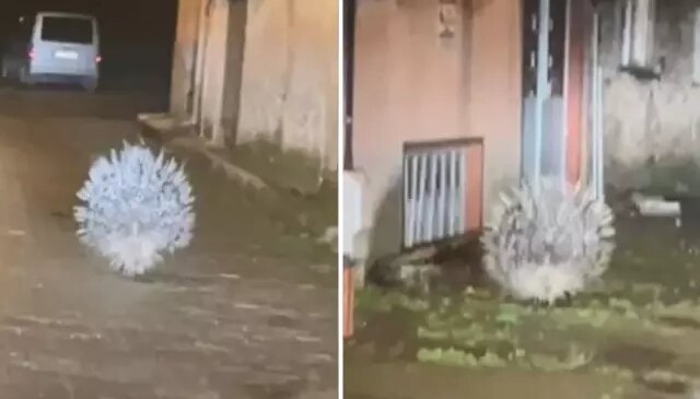 Afrika’nın en tehlikeli kirpisi Aydın’da görüntülendi