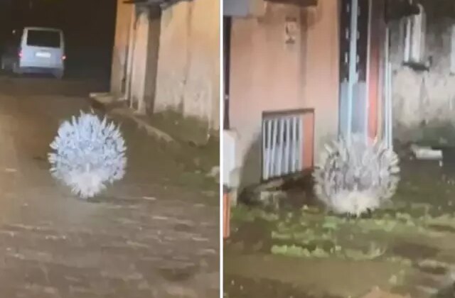 Afrika’nın en tehlikeli kirpisi Aydın’da görüntülendi