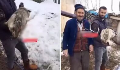 Ahıra giren çoban, devasa tavşan ile karşılaştı