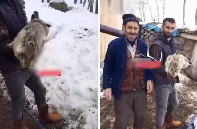 Ahıra giren çoban, devasa tavşan ile karşılaştı