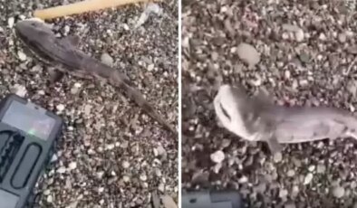 Amatör balıkçıların oltasını yavru köpek balığı takıldı