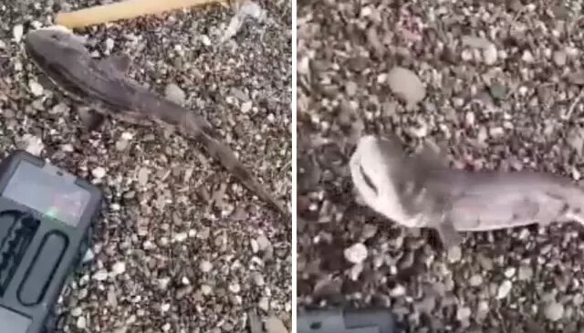 Amatör balıkçıların oltasını yavru köpek balığı takıldı