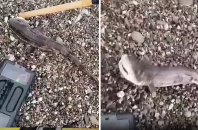 Amatör balıkçıların oltasını yavru köpek balığı takıldı