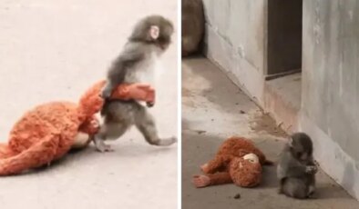 Annesi tarafından terk edilen maymun viral oldu! Aradığı şefkati peluş oyuncakta buldu
