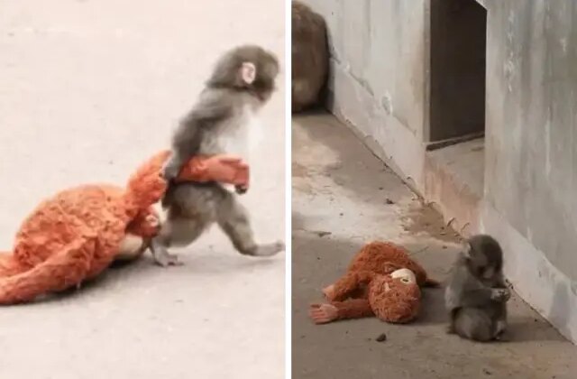 Annesi tarafından terk edilen maymun viral oldu! Aradığı şefkati peluş oyuncakta buldu