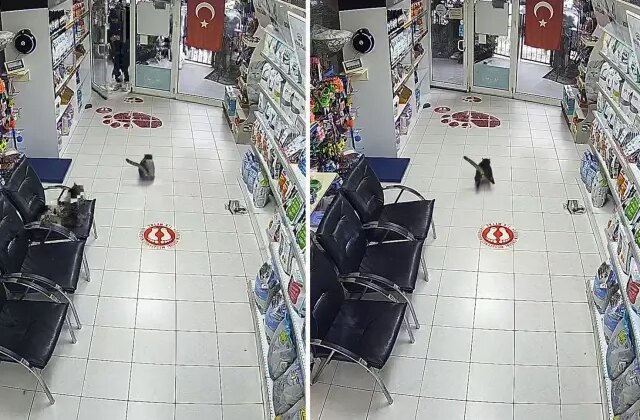 Avcılar’da 3 çocuk veterinere torpil attı; içerideki hayvanların kaçıştığı anlar kamerada