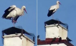 “Baharın müjdecisi” leylekler erken geldi