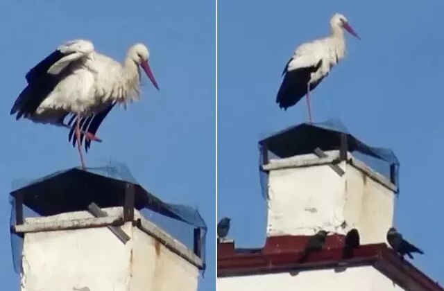 “Baharın müjdecisi” leylekler erken geldi