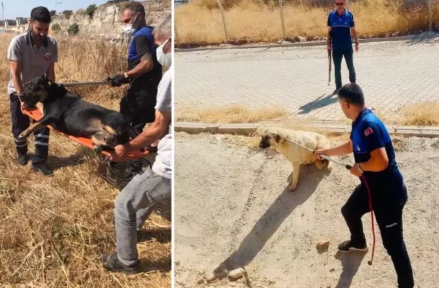 Bir büyükşehrimizde tek bir sokak köpeği dahi kalmadı