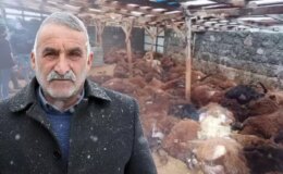 Bir gecede 200 koyunu telef olan vatandaşı duygulandıran bağış
