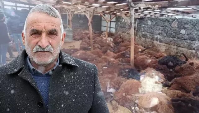 Bir gecede 200 koyunu telef olan vatandaşı duygulandıran bağış