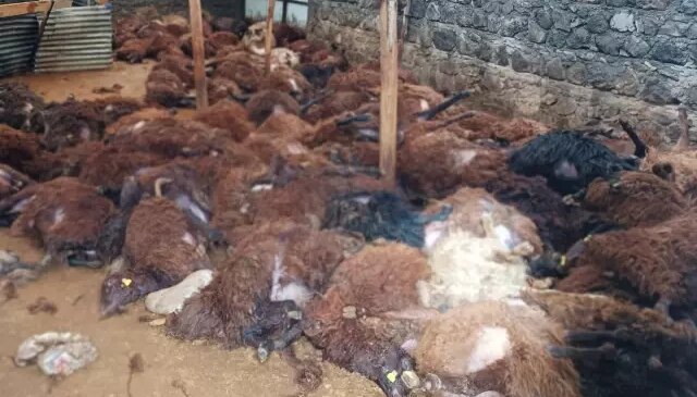 Bir gecede 200 koyununu kaybeden vatandaşı ağlatacak sürpriz