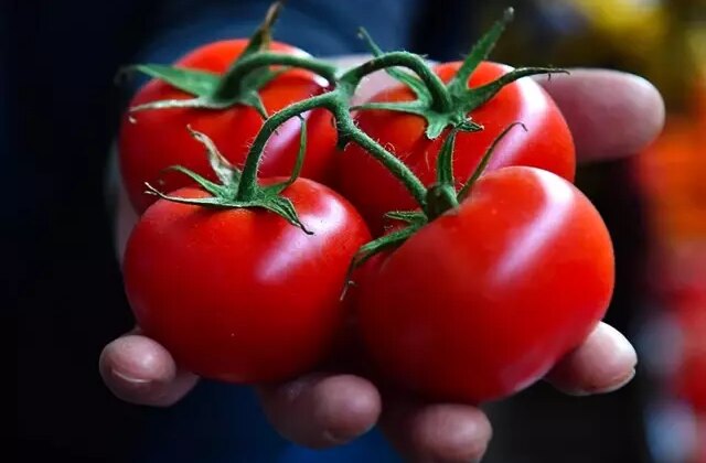 Bir ilçemizin domatesi dünyanın en iyileri arasına girdi