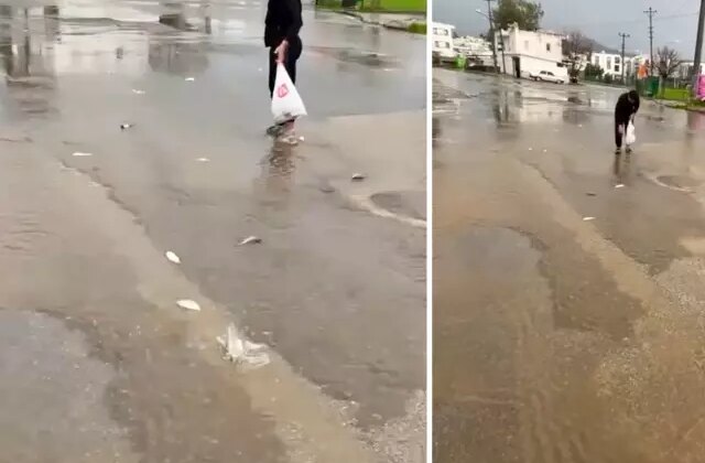 Sağanak göleti taşırdı, gökten asfalta balık yağdı! Poşetini kapan topladı
