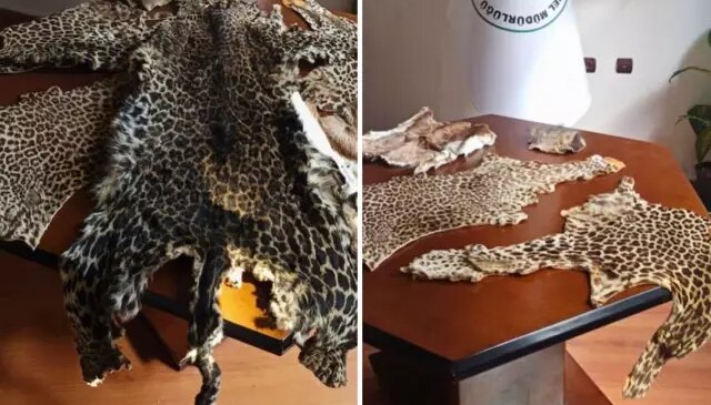 Çukurova’da yasa dışı yaban hayvanı ürünleri ele geçirildi