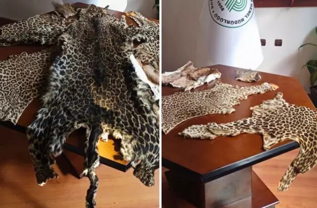 Çukurova’da yasa dışı yaban hayvanı ürünleri ele geçirildi