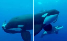 Denizlerin efendisi kim? Orkalar köpekbalığını saniyeler içinde parçaladı