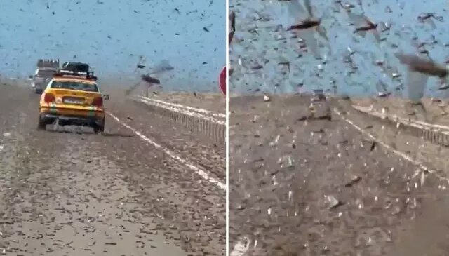 Kıyamet alameti gibi! Dev çekirge sürüsü otoyolu istila etti