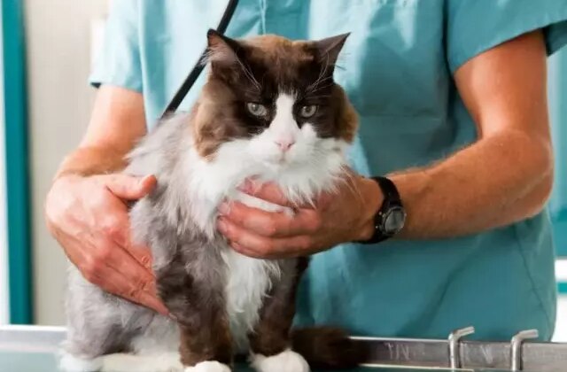 Dikkat çeken araştırma! Kediler, insanlarda kanser tedavisi için yeni ipuçları sunabilir