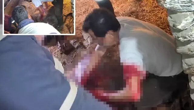 İneğe sezaryen yapan adamdan açıklama: Çağırdılar insanlık namına yardımcı oldum