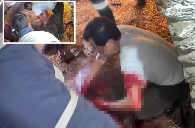 İneğe sezaryen yapan adamdan açıklama: Çağırdılar insanlık namına yardımcı oldum